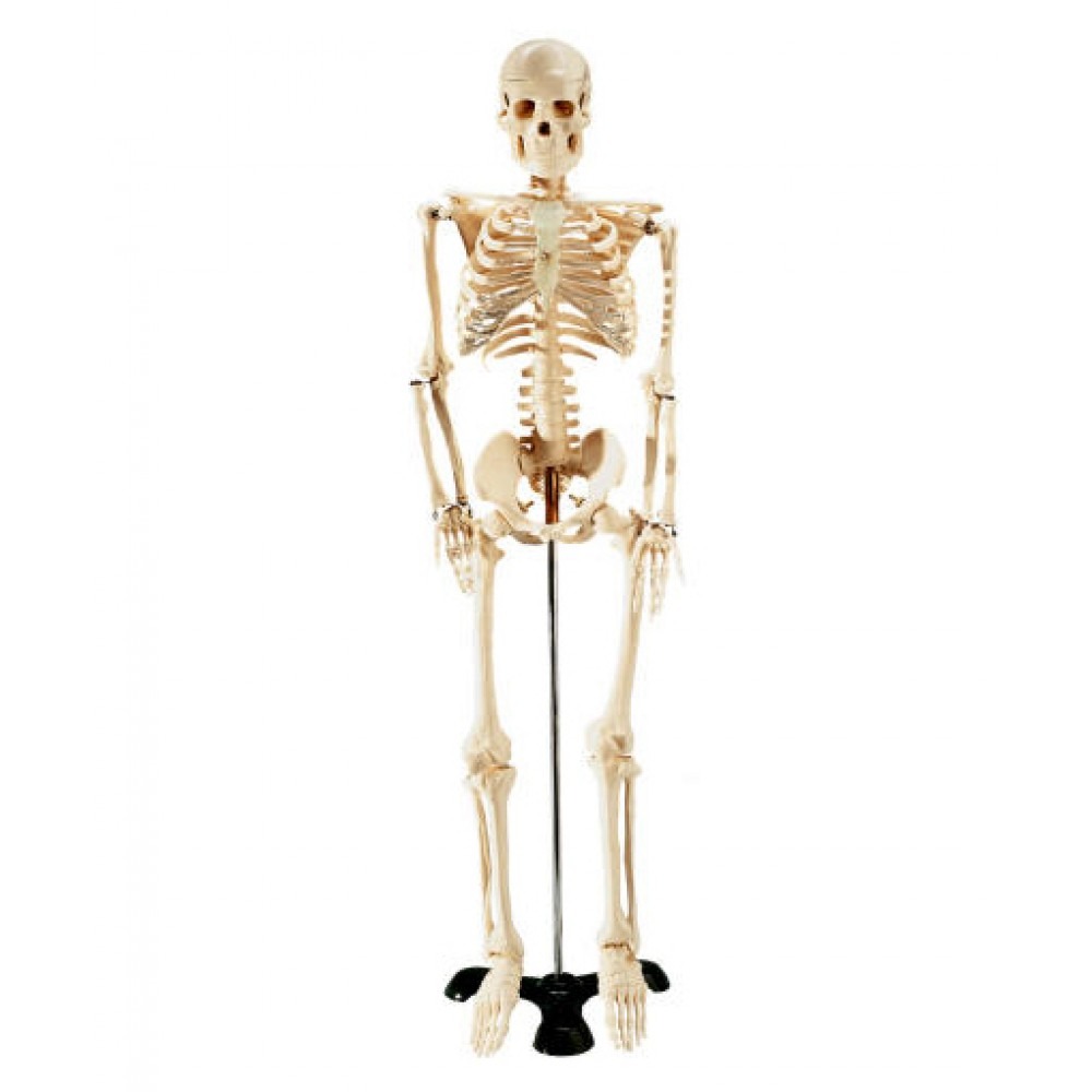 Mr Thrifty Skeleton 33 Inch
